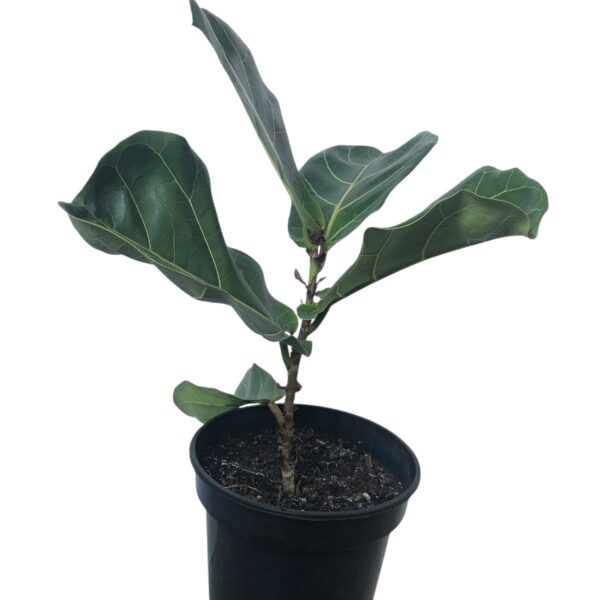 Ficus lyrata | Fiddle Leaf Fig Indoor Plant in 15cm Nursery Pot - Image 2