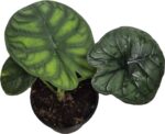 Alocasia Aegis - Exotic Indoor Plant in 14cm Pot