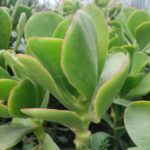Green Pig's Ear (Cotyledon orbiculata) | Succulent Plant | 12cm Nursery Pot
