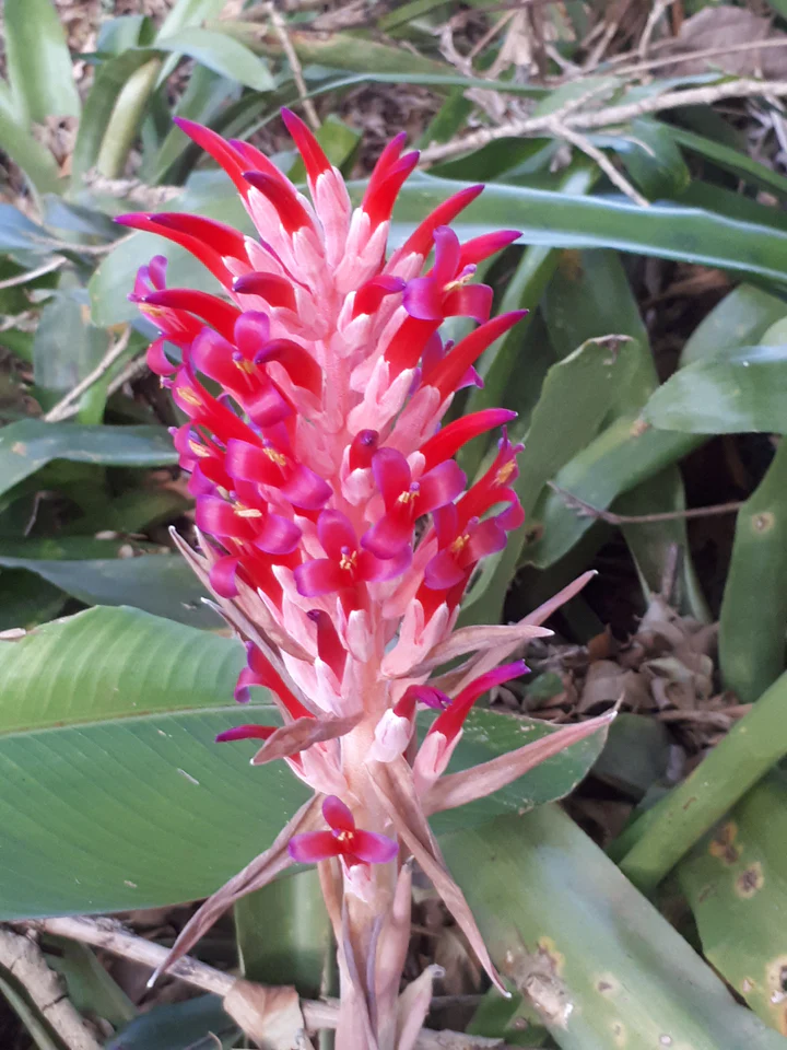 Bilbergia pyramidalis
