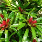 Bromeliad Neoregelia compacta