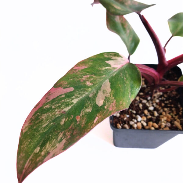 Philodendron Strawberry Shake | Pink Variegated Philodendron - Image 3