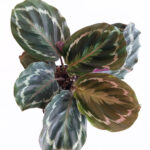 Calathea Medallion | Vibrant Indoor Plant | Colorful