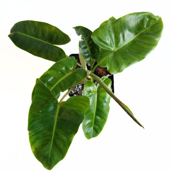 Philodendron Burle Marx Reverted - Image 4