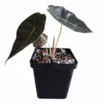 Alocasia Sedenii | Rare Indoor Plant