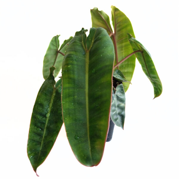 Philodendron Billietiae | Rare Indoor Plant | Grows Large - Image 3