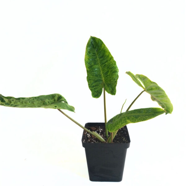 Philodendron Paraiso Verde | Unique speckled variegation with each new leaf - Image 2
