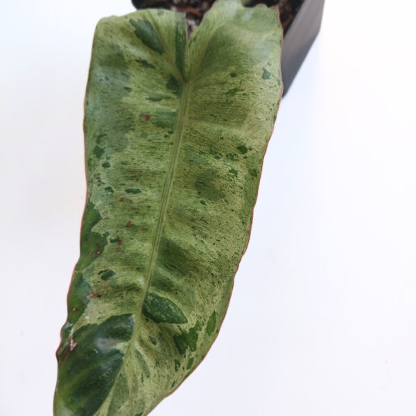 Philodendron Paraiso Verde | Unique speckled variegation with each new leaf - Image 4