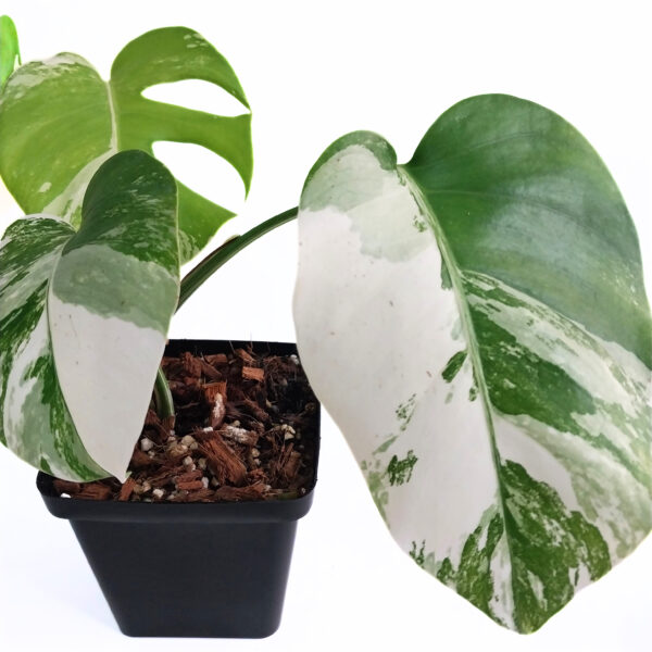 Monstera Albo | Variegated Monstera | Rare Indoor Plant - Image 3