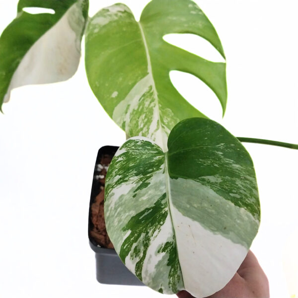Monstera Albo | Variegated Monstera | Rare Indoor Plant - Image 4