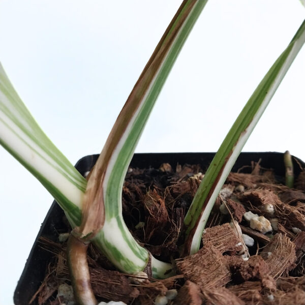 Monstera Albo | Variegated Monstera | Rare Indoor Plant - Image 5