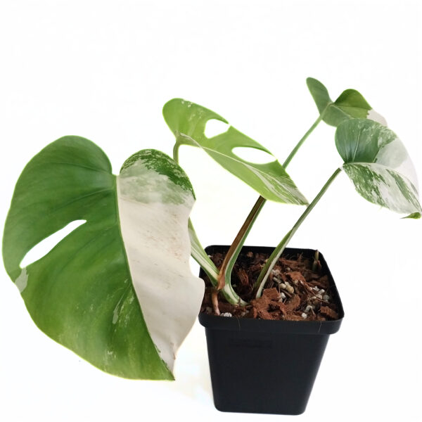 Monstera Albo | Variegated Monstera | Rare Indoor Plant - Image 2