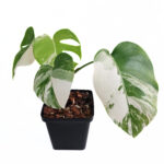 Monstera Albo | Variegated Monstera | Rare Indoor Plant