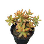 Sedum adolphii | Golden Succulent | 12cm Pot