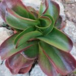 Kalanchoe × estrelae | Rare Succulent | 12cm Pot