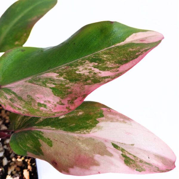 Philodendron Strawberry Shake | Pink Variegated Philodendron - Image 2