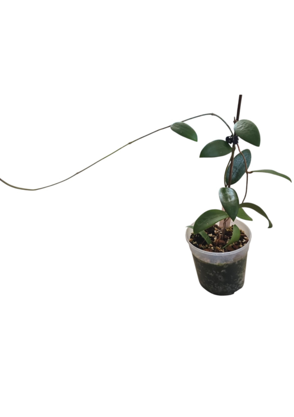 Hoya Verticillata Green – Tropical Wax Plant - Image 4