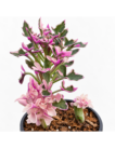 Senecio articulatus 'Variegatus' | Pink Butterfly Succulent | Rare Succulent | 7.5 cm Pot