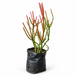 Firestick (Pencil) Plant Combo Deal | 2 Plants | Euphorbia tirucalli
