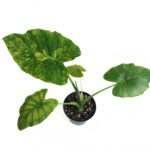 Alocasia Gageana California Aurea | Giant Taro | 40cm tall | Grows Large