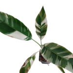 Musa Nono Albo | Variegated Banana Tree