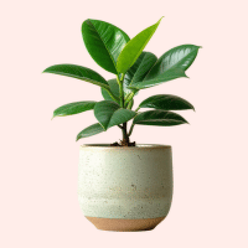 Indoor plants – lush greenery perfect for home or office interiors