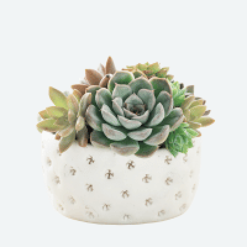 Succulents and cacti – low-maintenance indoor and outdoor plants